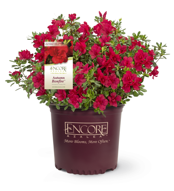 Autumn Bonfire® Encore® Azalea Shrub For Cheap