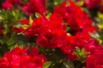 Autumn Bonfire® Encore® Azalea Shrub For Cheap