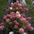 Fire Light® Hydrangea Shrub Online Hot Sale