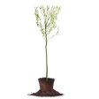 Curly Corkscrew Willow Tree For Discount