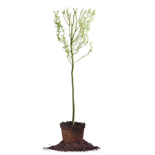 Curly Corkscrew Willow Tree For Discount