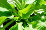 Hosta Elegans Shrub For Sale