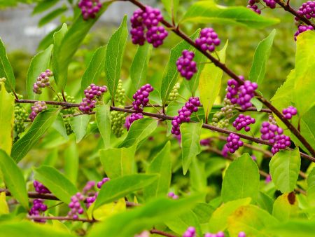 American Beautyberry Callicarpa Americana Online Hot Sale