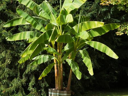 Cold Hardy Basjoo Banana Tree Hot on Sale