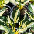 Hosta Fire and Ice Shrub For Cheap