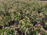 Spring Bouquet Viburnum Sale