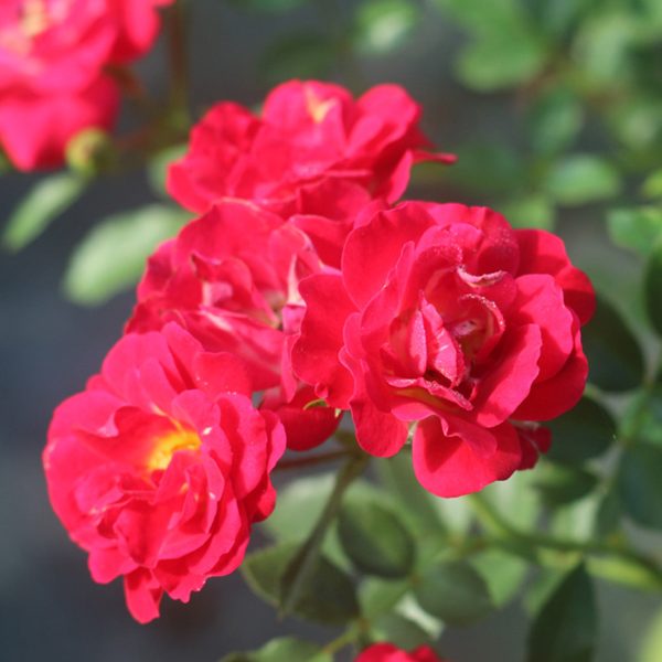 Red Drift® Rose Bush For Discount