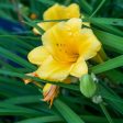 Happy Returns Daylily Shrub Sale