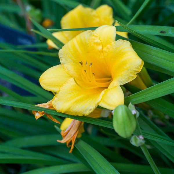 Happy Returns Daylily Shrub Sale