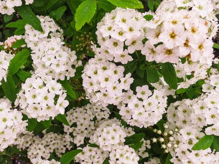 Bridal Wreath Spirea Shrub Cheap