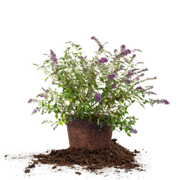 Buddleia Nanho Blue Butterfly Bush Sale