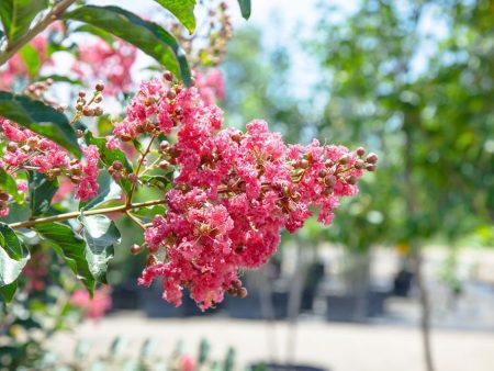 Tuscarora Crape Myrtle Tree Discount