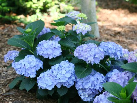 Let’s Dance® Blue Jangles® Hydrangea Shrub Supply