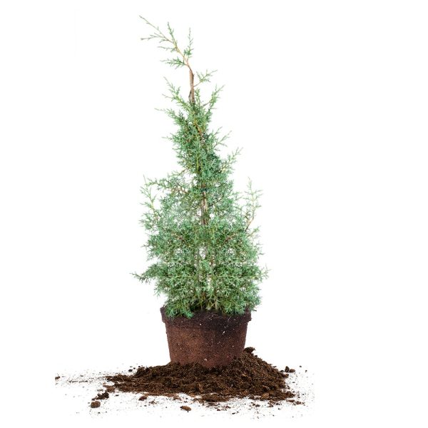 Carolina Sapphire Arizona Cypress Tree Online Hot Sale