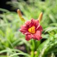 Little Business Daylily Shrub For Sale