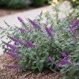 Blue Chip Lo and Behold® Butterfly Bush Online now