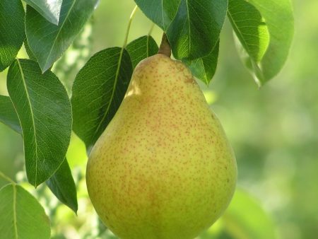 Pineapple Pear Tree For Sale