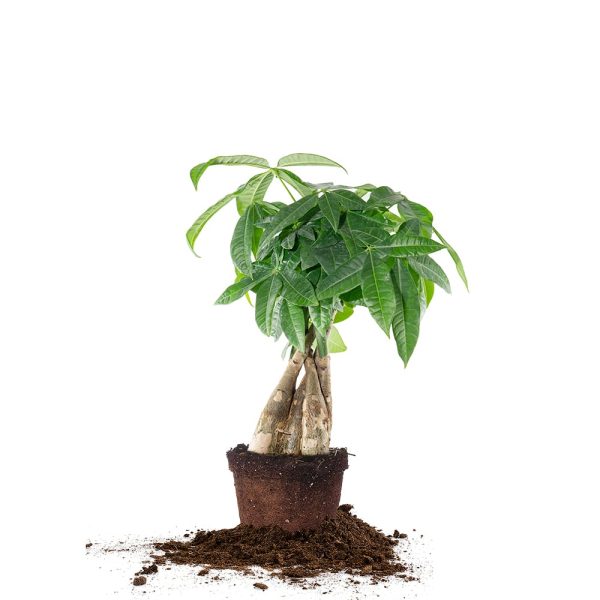 Money Tree Plant Online Hot Sale