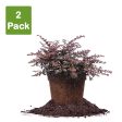 Dwarf Crimson Fire Loropetalum Shrub For Discount