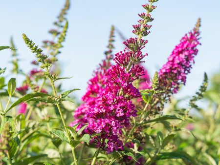 Miss Molly Butterfly Bush For Discount