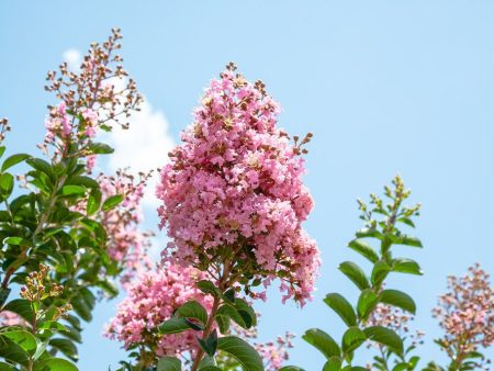 Sioux Crape Myrtle Tree Online now