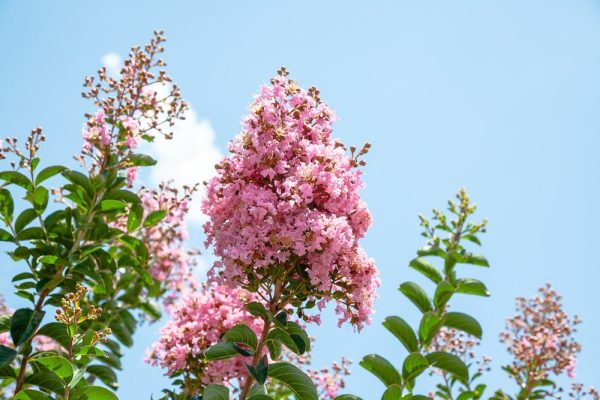 Sioux Crape Myrtle Tree Online now