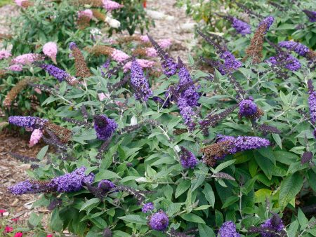 Pugster Blue® Butterfly Bush on Sale