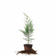 Leyland Cypress Tree Discount