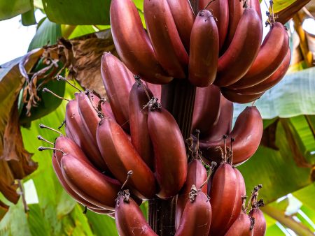 Cold Hardy Musa Bordelon Banana Tree Fashion