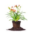 Purple Oro Daylily Shrub For Sale