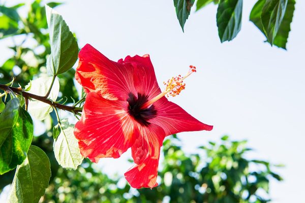 Red Braided Hibiscus Tree For Cheap