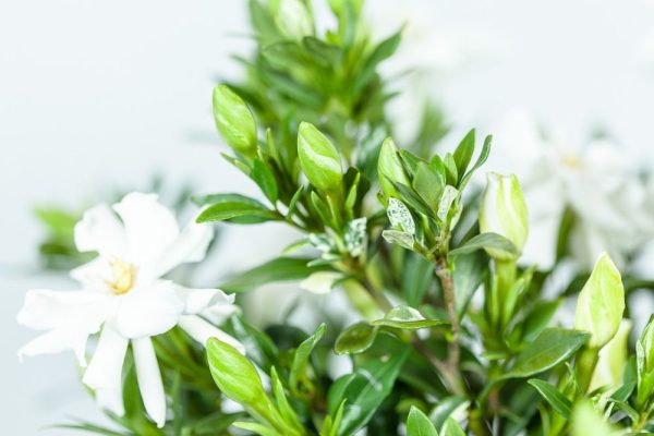 Dwarf Gardenia Radicans Shrub Hot on Sale