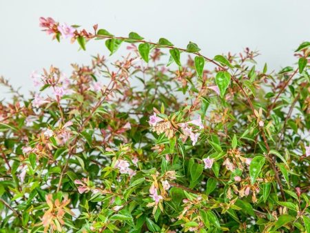 Abelia Edward Goucher Shrub Discount