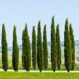 Italian Cypress Tree Discount