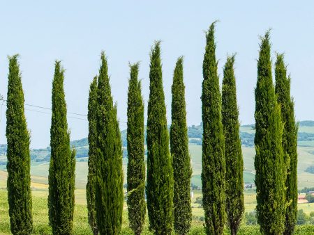 Italian Cypress Tree Discount