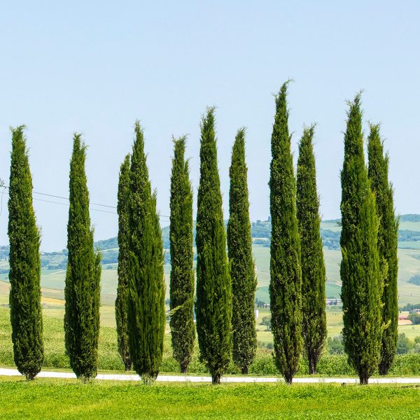 Italian Cypress Tree Discount