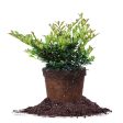 Coppertone Distylium Plant Cheap