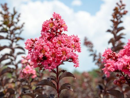 Black Diamond® Shell Pink™ Crape Myrtle Tree For Cheap