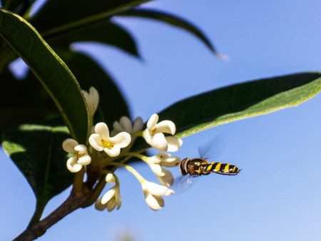 Fragrant Tea Olive Tree Fashion