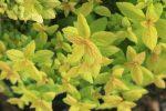 Goldmound Spirea Shrub For Cheap