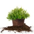 Goldmound Spirea Shrub For Cheap