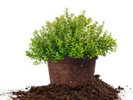 Goldmound Spirea Shrub For Cheap