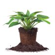 Hosta Blue Angel Plant For Sale