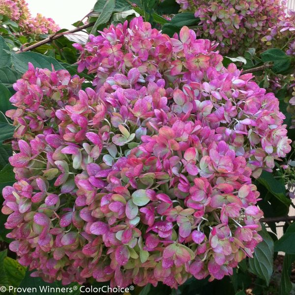 Little Lime® Hydrangea Tree For Sale