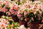 Autumn Starburst® Encore® Azalea Shrub Online now