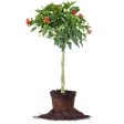 Red Braided Hibiscus Tree For Cheap