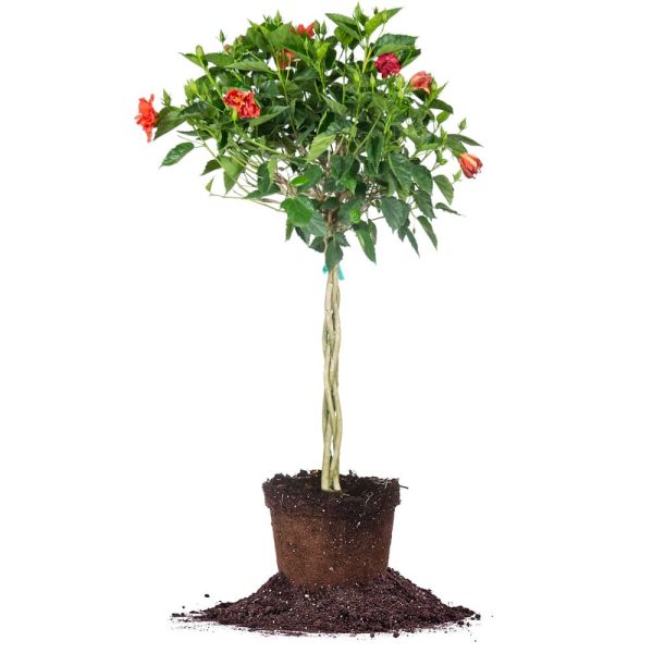 Red Braided Hibiscus Tree For Cheap