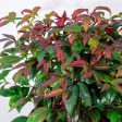 Dwarf Nandina Firepower Shrub Sale