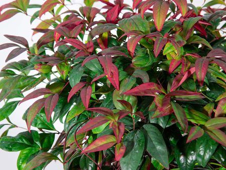 Dwarf Nandina Firepower Shrub Sale