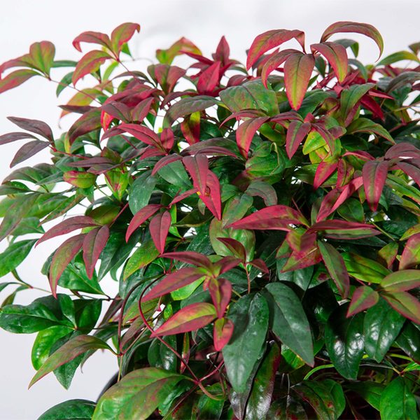 Dwarf Nandina Firepower Shrub Sale